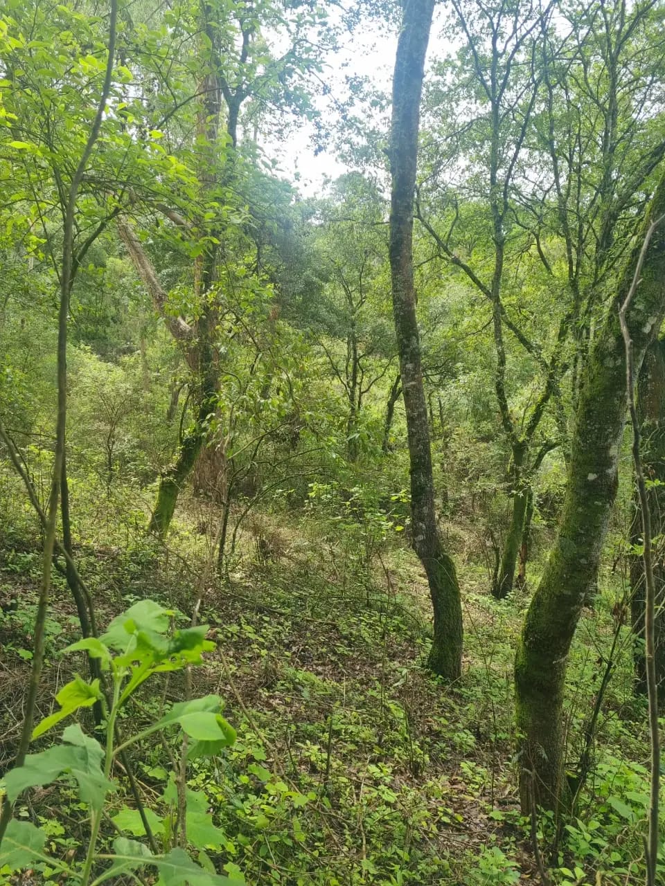 VENDO FINCA EN ALDEA LAS FLORES SUMPANGO SACATEPEQUEZ — Finca en Venta en Sumpango, Sacatepéquez — foto 4 de 14