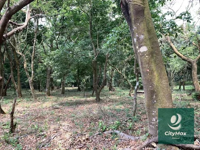 Terreno de 7 manzanas en venta en Km 26 Santa Elena Barillas — Terreno en Venta en Villa Canales, Guatemala, Ciudad — foto 6 de 17