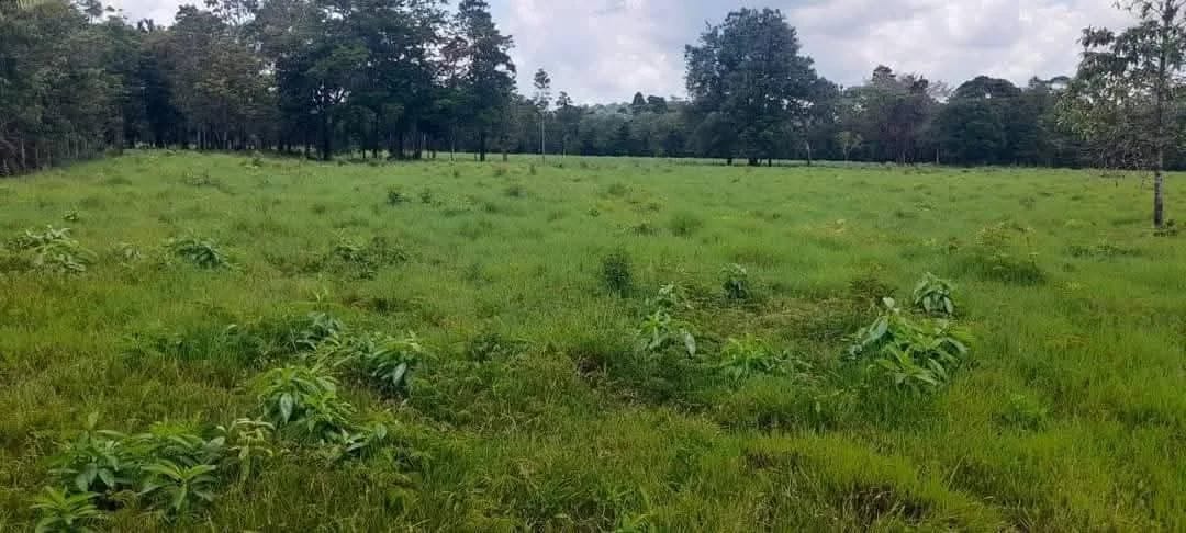 Vendo finca de 15 caballerias a 20 minutos de Río Dulce — Finca en Venta en Río dulce, Izabal — foto 7 de 10