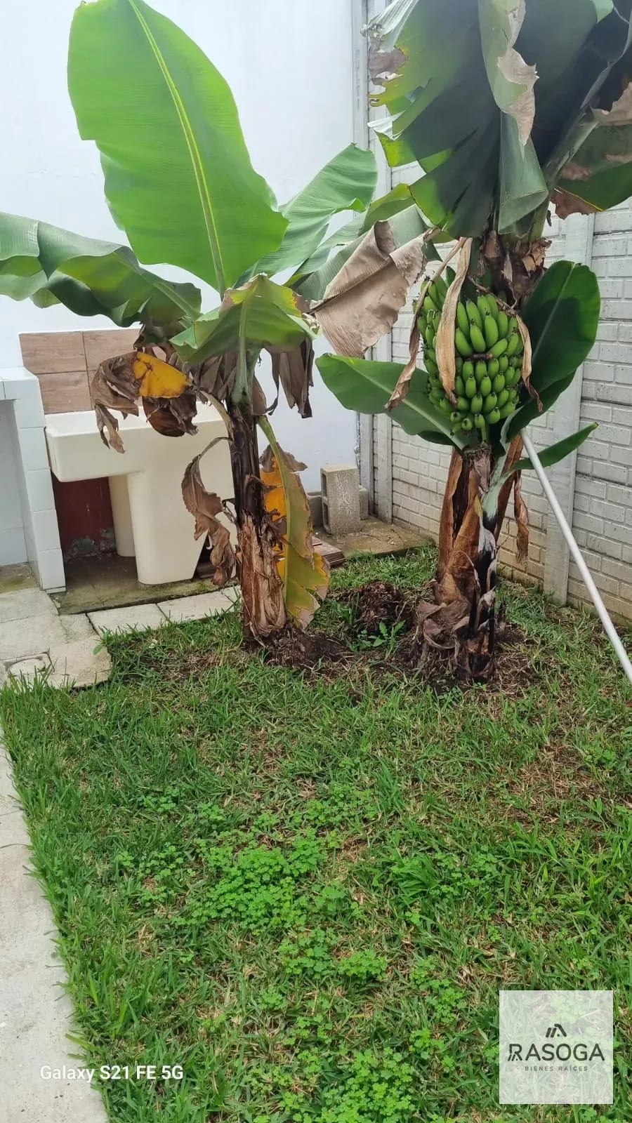 Jardín — Rento Linda Casa en Zona 15 — Casa en Alquiler en La Trinidad, Zona 15, Guatemala, Ciudad — foto 4 de 12