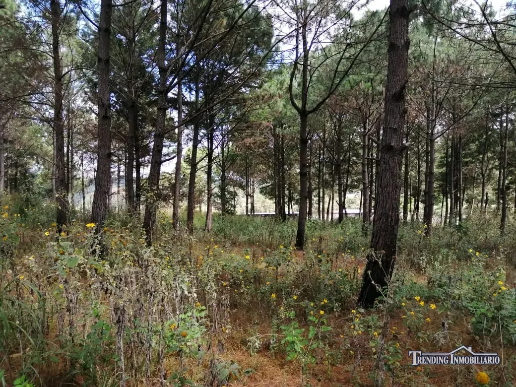 Terreno en venta zona 18 cercano a Los Olivos 96 manzanas, Las Tapias — Terreno en Venta en Zona 18, Guatemala, Ciudad — foto 3 de 8