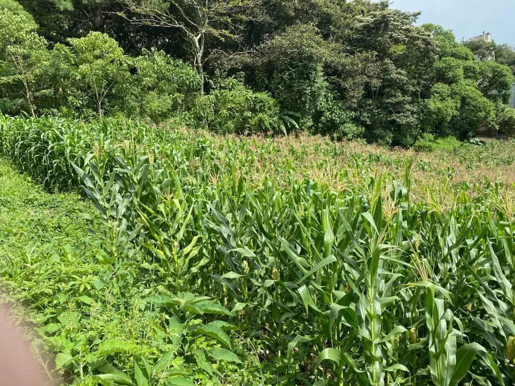 Terreno en Santa Catarina Pinula — Terreno en Alquiler en Santa Catarina Pinula, Guatemala, Ciudad — foto 6 de 6