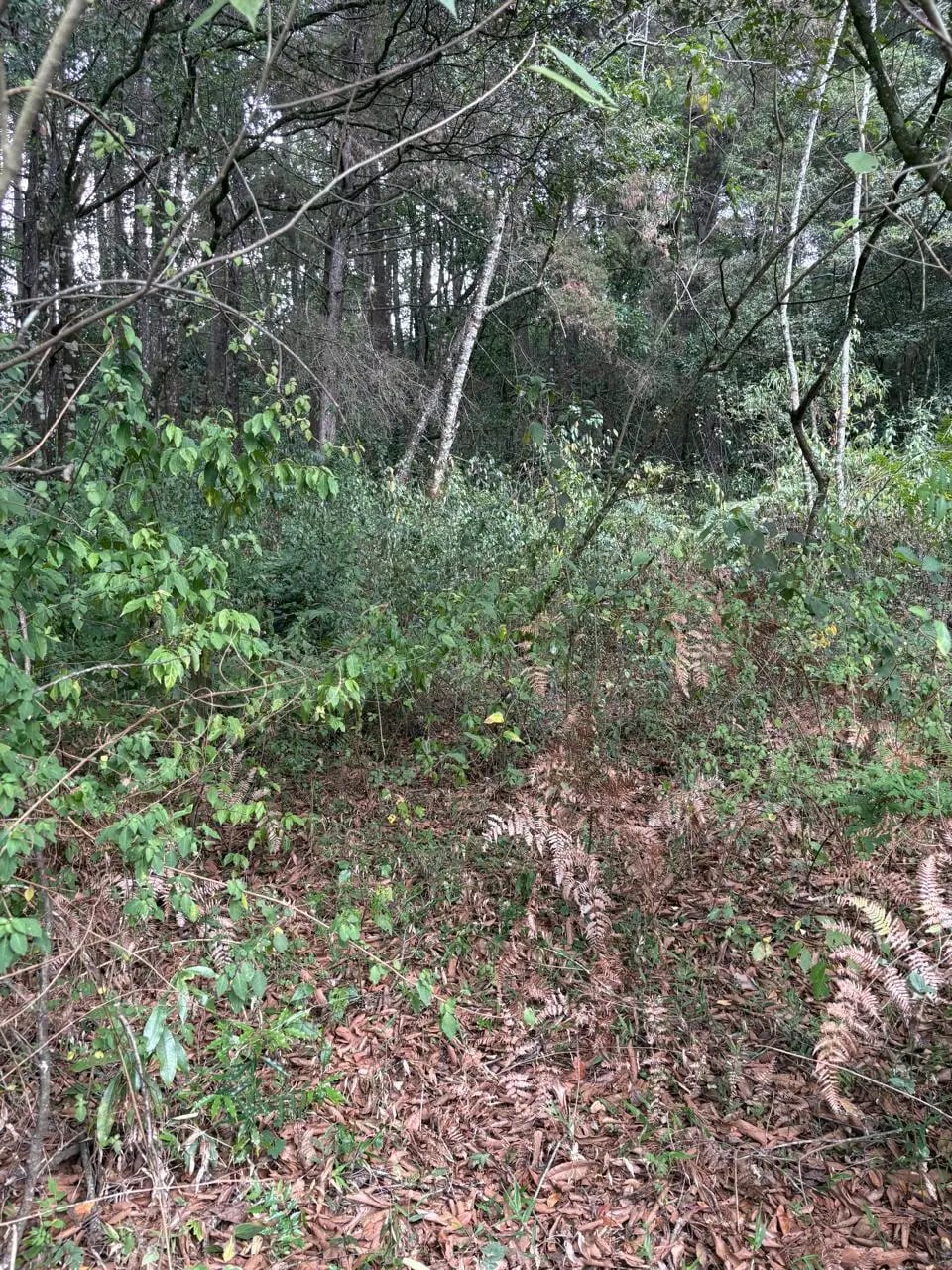 Terreno en Km 16 Carretera a El Salvador — Terreno en Venta en Carretera a El Salvador, Guatemala, Ciudad — foto 5 de 10