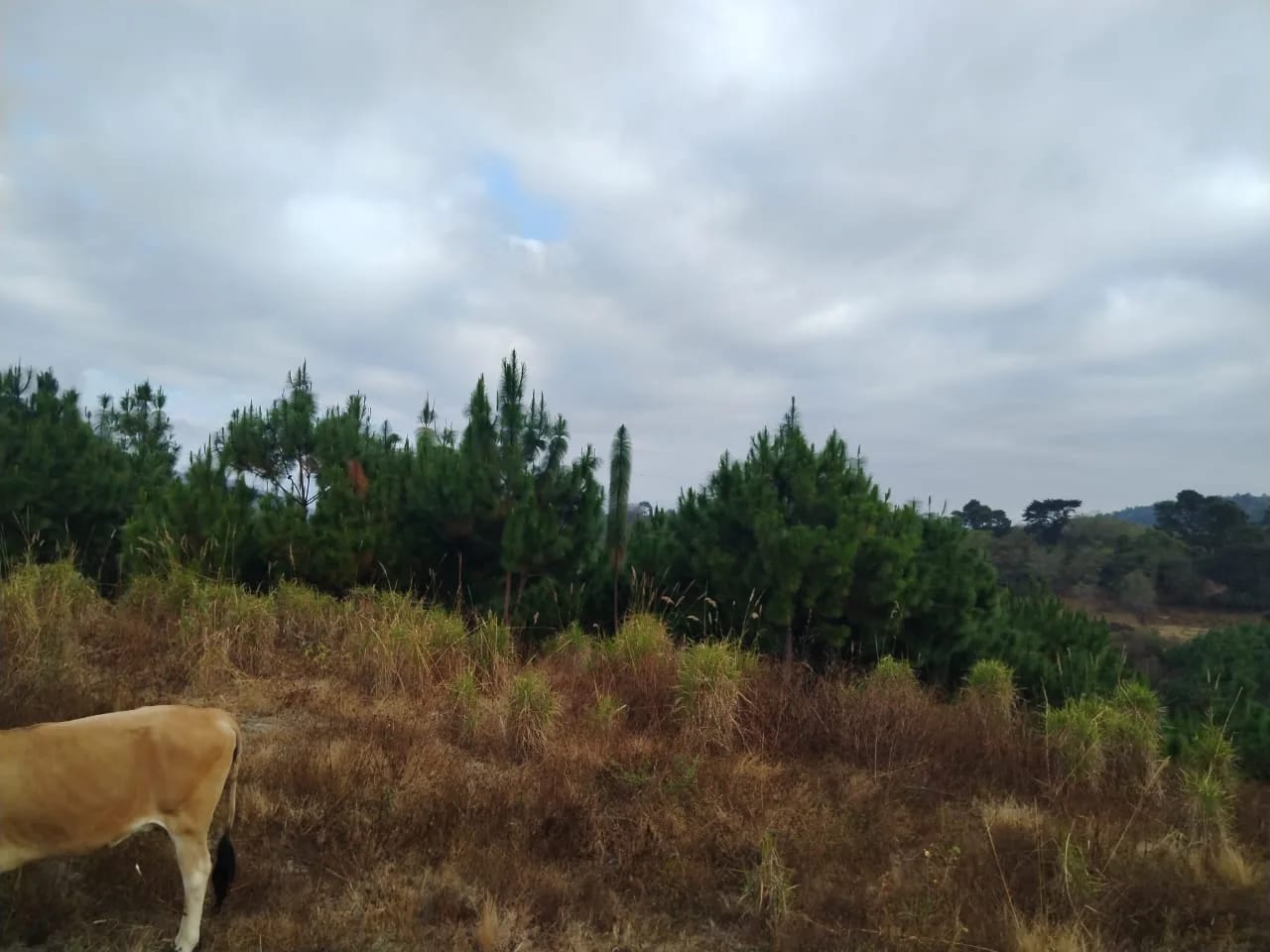 Terreno en Km 17 San Pedro Ayampuc — Terreno en Venta en San Pedro Ayampuc, Guatemala, Ciudad — foto 6 de 8
