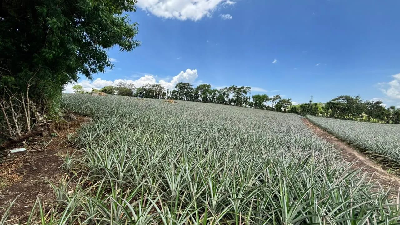 Venta de terreno o finca en Villa Canales El Jocotillo 43 manzanas se — Finca en Venta en Villa Canales, Guatemala, Ciudad — foto 3 de 8