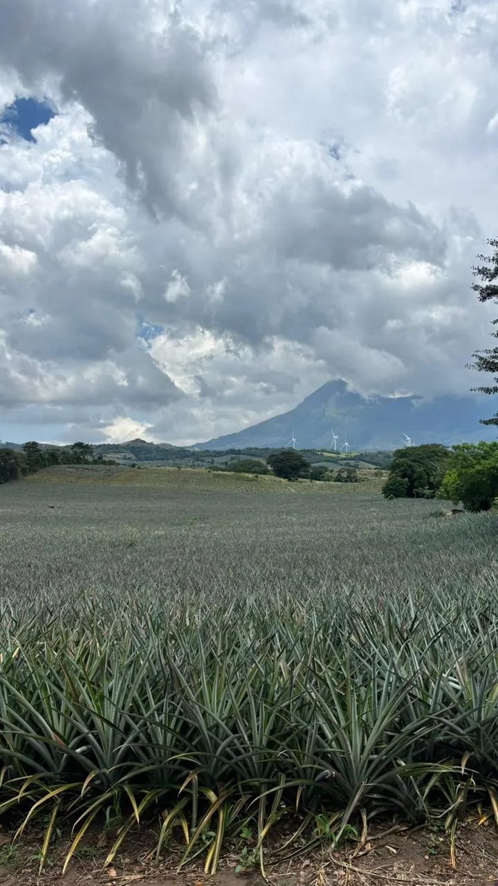 Venta de terreno o finca en Villa Canales El Jocotillo 43 manzanas se — Finca en Venta en Villa Canales, Guatemala, Ciudad — foto 8 de 8