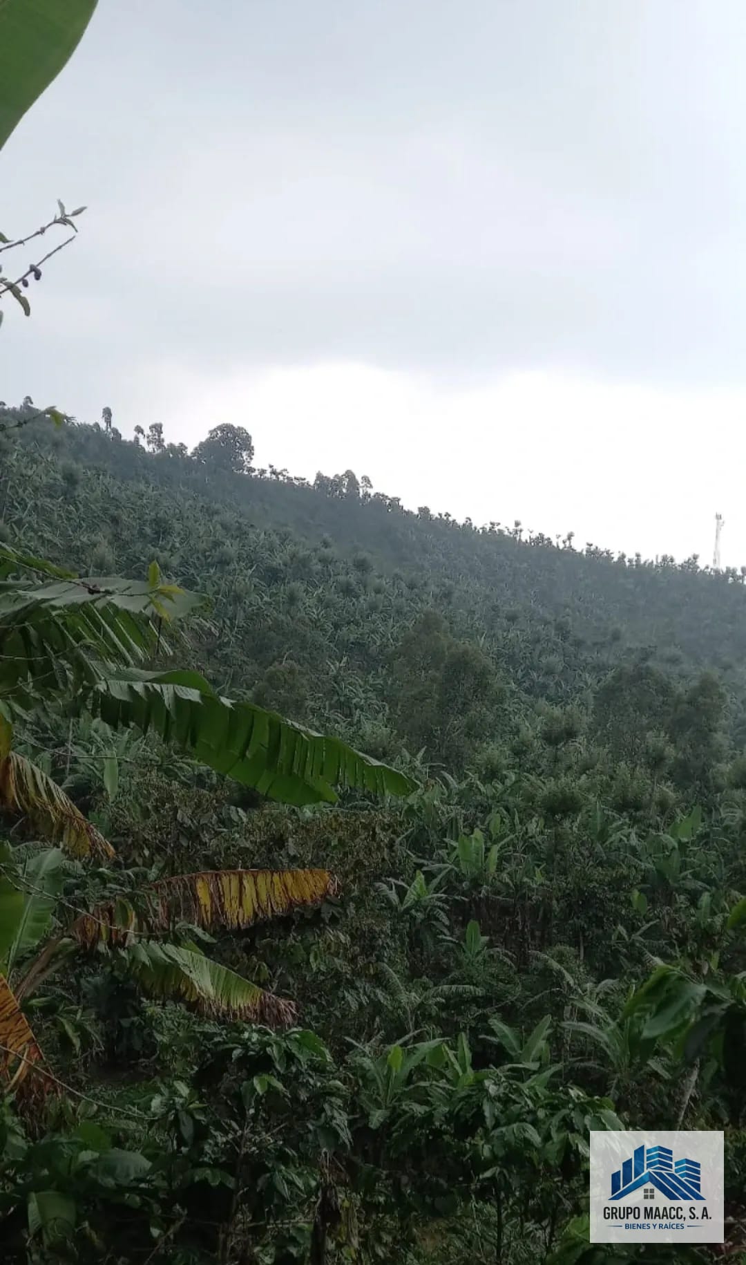 Excelente Oportunidad Venta Finca de Café 9 Caballerias — Finca en Venta en Colomba Costa Cuca, Quetzaltenango — foto 6 de 12