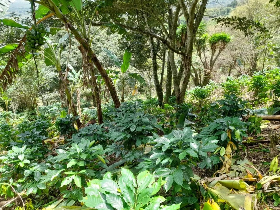 Se Vende Finca para Uso Agrícola Santa Elena Barillas, Villa Canales — Finca en Venta en Villa Canales, Guatemala, Ciudad — foto 2 de 3