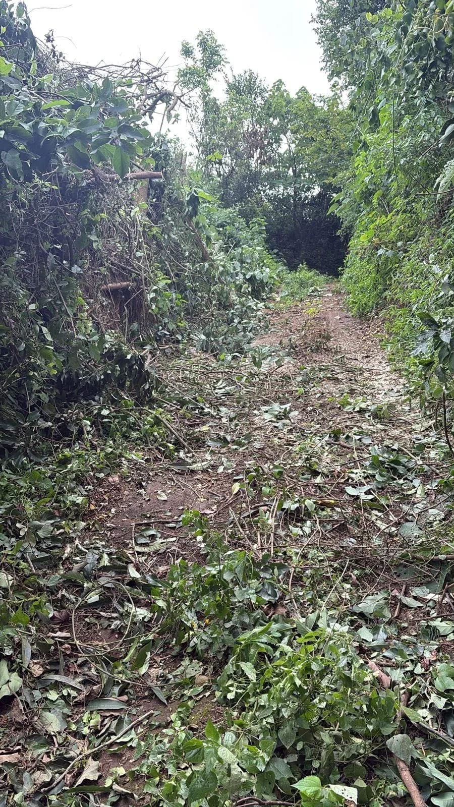 Finca en venta - Chimaltenango Kilómetro 76 Camino Acatenango — Terreno en Venta en Acatenango, Chimaltenango — foto 4 de 4