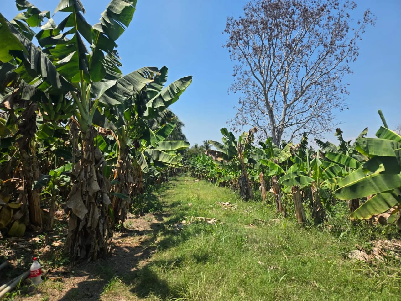 Para inversión terreno carretera vieja a Puerto de San José — Finca en Venta en Masagua, Escuintla — foto 9 de 17
