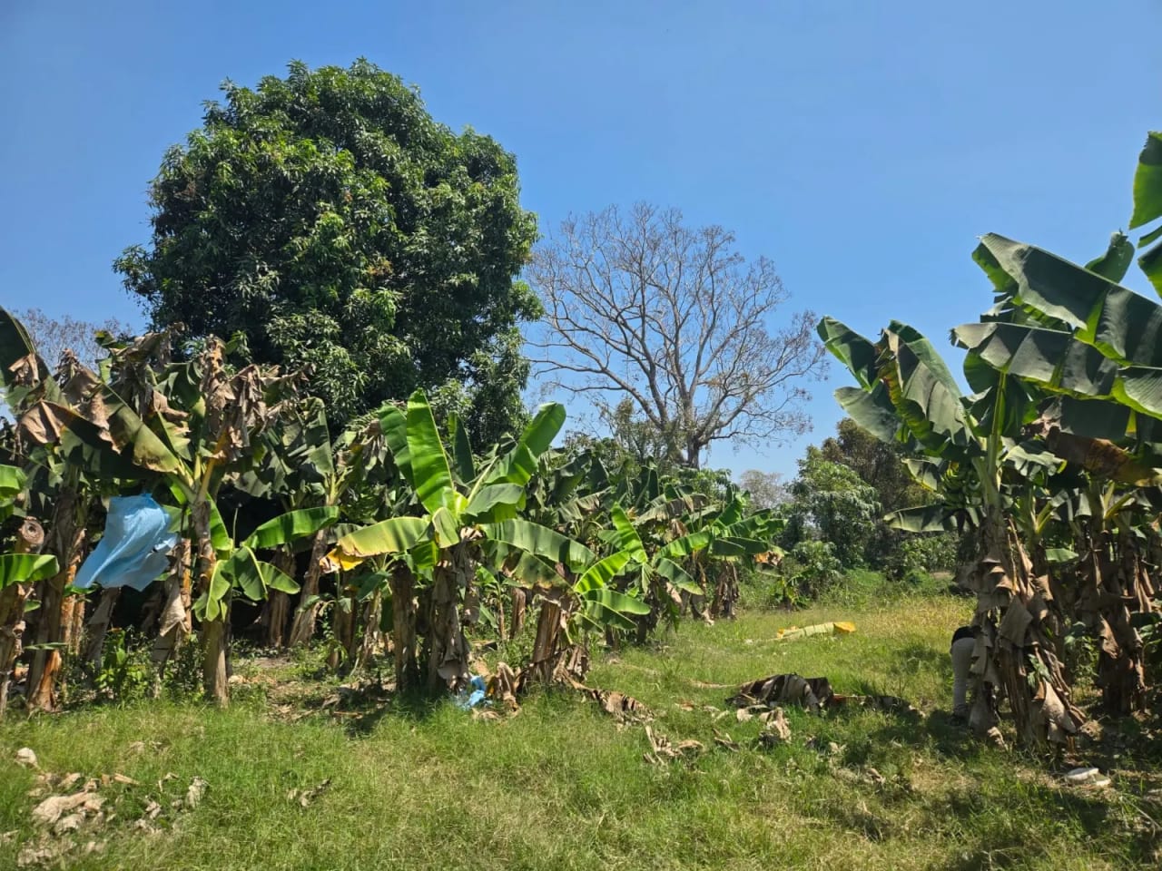 Para inversión terreno carretera vieja a Puerto de San José — Finca en Venta en Masagua, Escuintla — foto 11 de 17