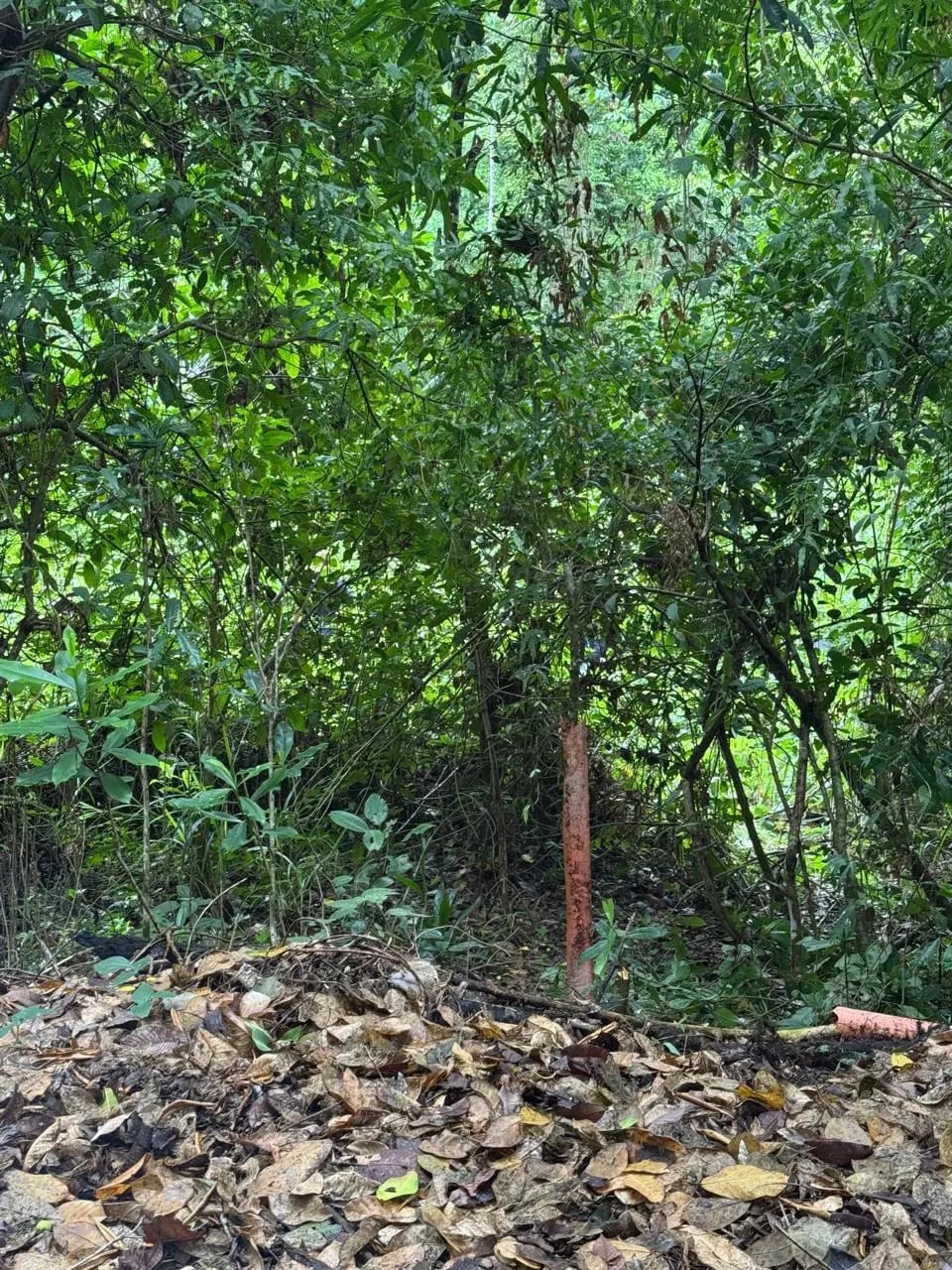 Terreno En Venta Amatique Bay Puerto Barrios — Terreno en Venta en Puerto Barrios, Izabal — foto 6 de 12