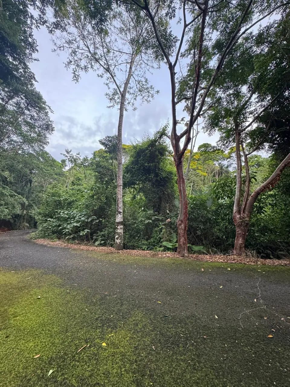 Terreno En Venta Amatique Bay Puerto Barrios — Terreno en Venta en Puerto Barrios, Izabal — foto 9 de 12