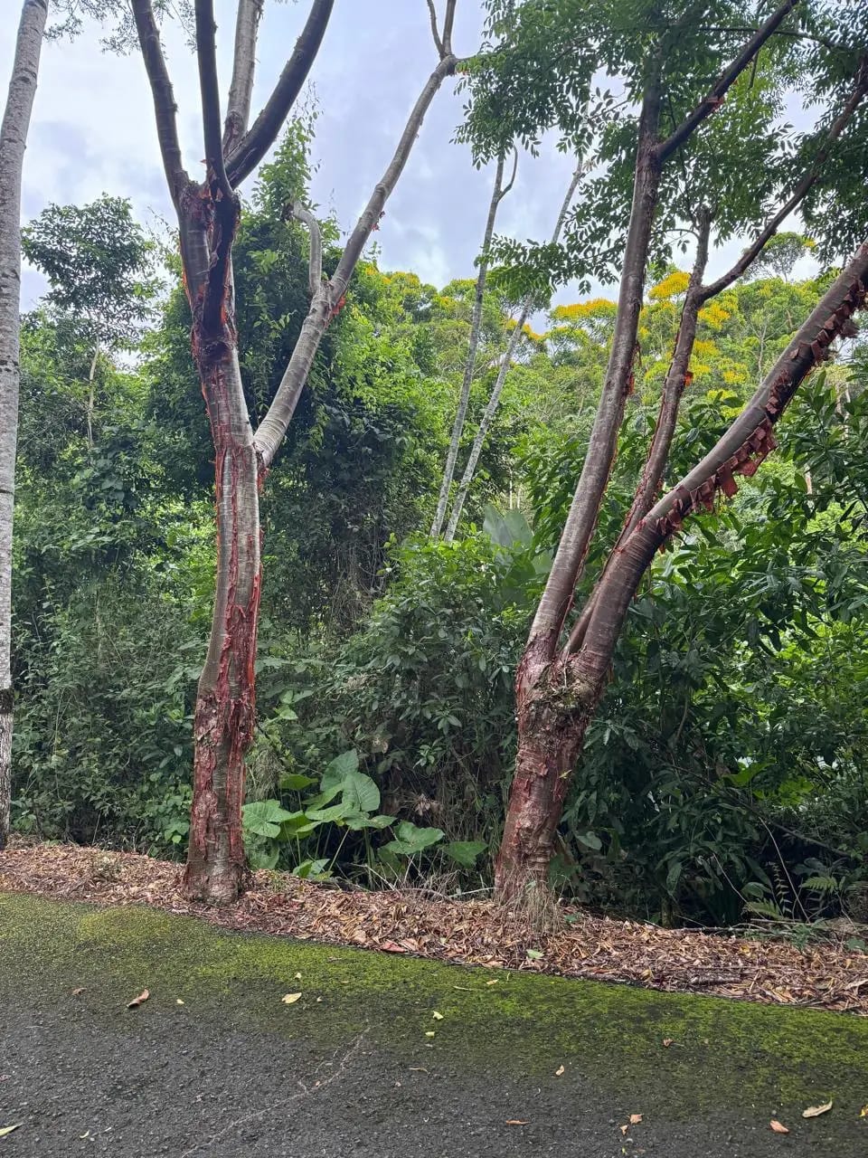 Terreno En Venta Amatique Bay Puerto Barrios — Terreno en Venta en Puerto Barrios, Izabal — foto 10 de 12