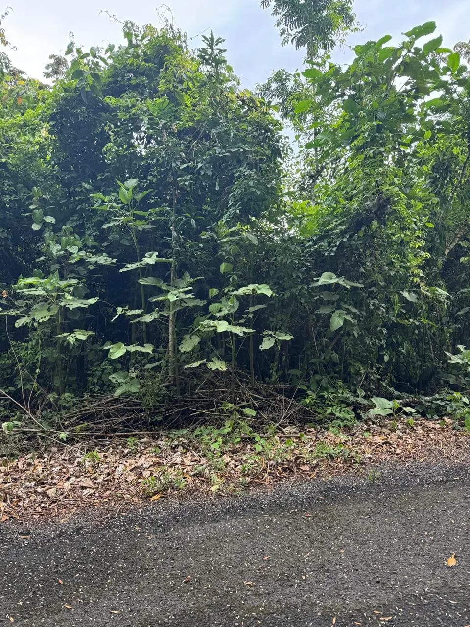 Terreno En Venta Amatique Bay Puerto Barrios — Terreno en Venta en Puerto Barrios, Izabal — foto 11 de 12