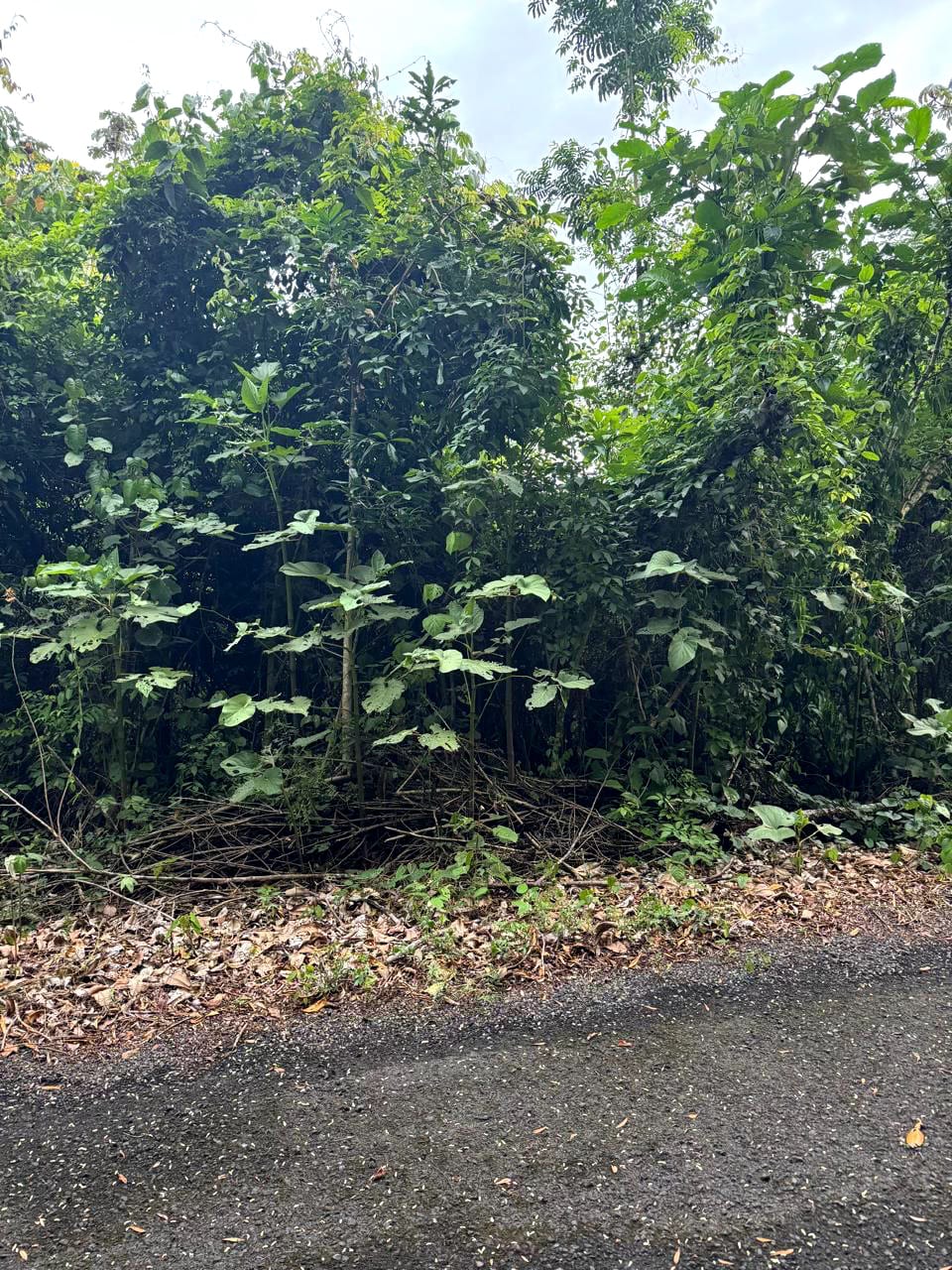 Terreno en Venta Amatique Bay Puerto Barrios Izabal — Terreno en Venta en Amatique Bay, Izabal — foto 2 de 13