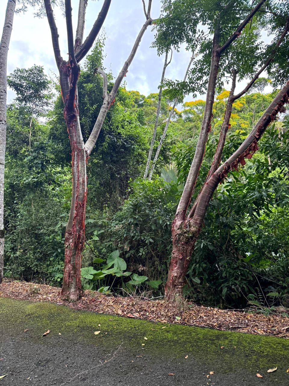 Terreno en Venta Amatique Bay Puerto Barrios Izabal — Terreno en Venta en Amatique Bay, Izabal — foto 3 de 13
