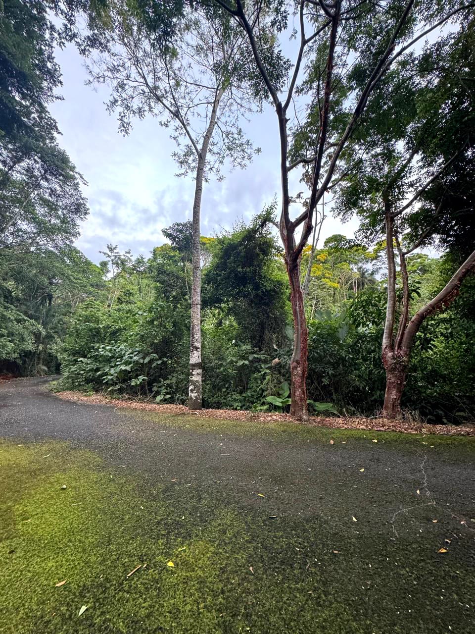 Terreno en Venta Amatique Bay Puerto Barrios Izabal — Terreno en Venta en Amatique Bay, Izabal — foto 4 de 13