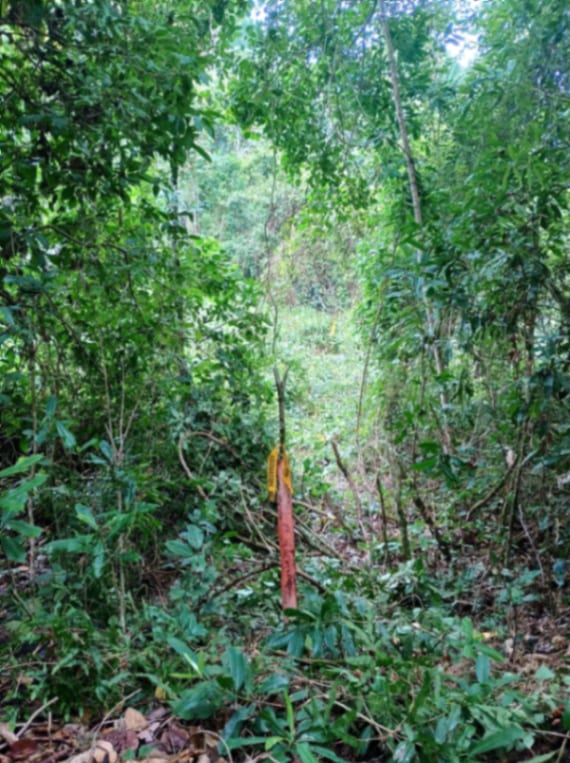 Terreno en Venta Amatique Bay Puerto Barrios Izabal — Terreno en Venta en Amatique Bay, Izabal — foto 8 de 13