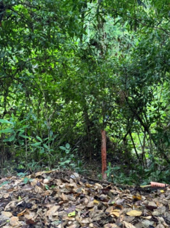 Terreno en Venta Amatique Bay Puerto Barrios Izabal — Terreno en Venta en Amatique Bay, Izabal — foto 10 de 13