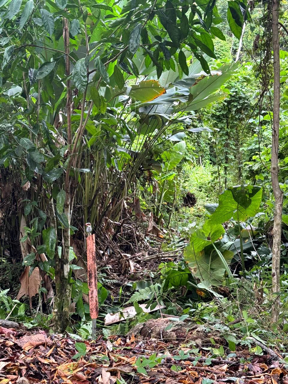 Terreno en Venta Amatique Bay Puerto Barrios Izabal — Terreno en Venta en Amatique Bay, Izabal — foto 12 de 13