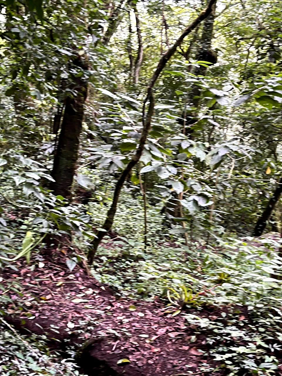 Terreno en Venta Granjas Jardín El Alto Santiago Sacatepequez — Terreno en Venta en Santiago Sacatepéquez, Sacatepéquez — foto 12 de 13