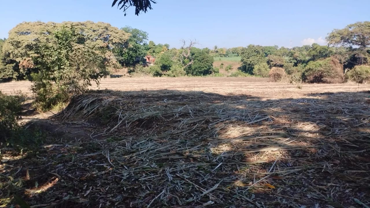 Finca de 16 Manzanas Planas Democracia Escuintla — Finca en Venta en La Democracia, Escuintla — foto 4 de 4