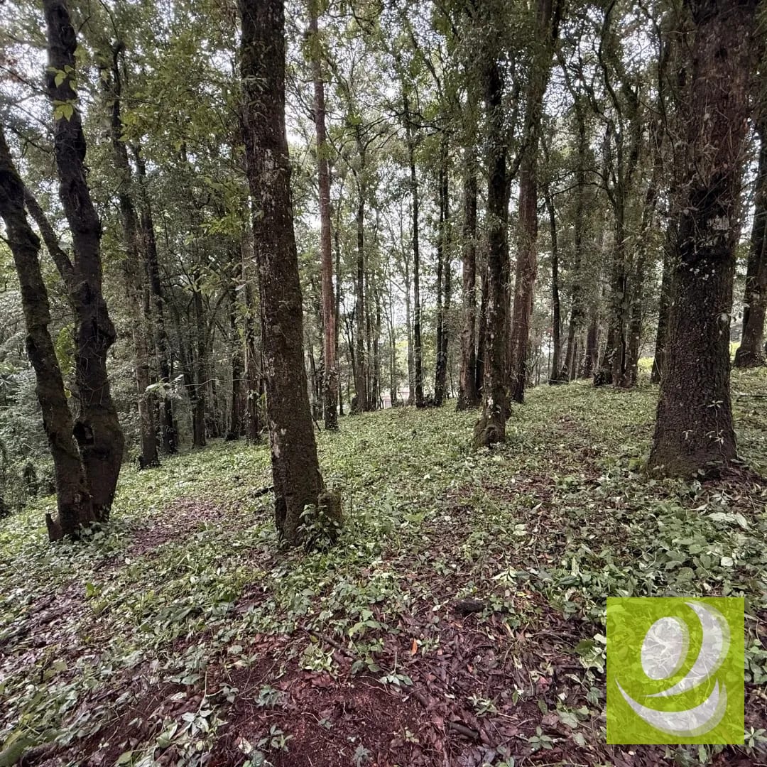 Terreno en Venta en Bosque Vivo km 24.5 carretera Interamericana — Terreno en Venta en San Lucas Sacatepéquez, Sacatepéquez — foto 3 de 4