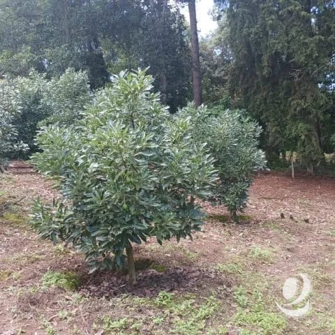 Terreno Comercial y Residencial en Venta Santiago Sacatepéquez — Terreno en Venta en Santiago Sacatepéquez, Sacatepéquez — foto 3 de 17