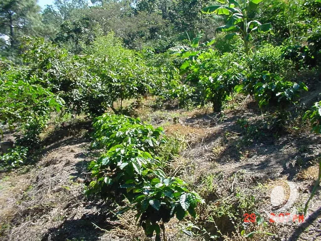 Vendo Finca Rustica en San Pedro Ayampuc — Finca en Venta en San Pedro Ayampuc, Guatemala, Ciudad — foto 3 de 10