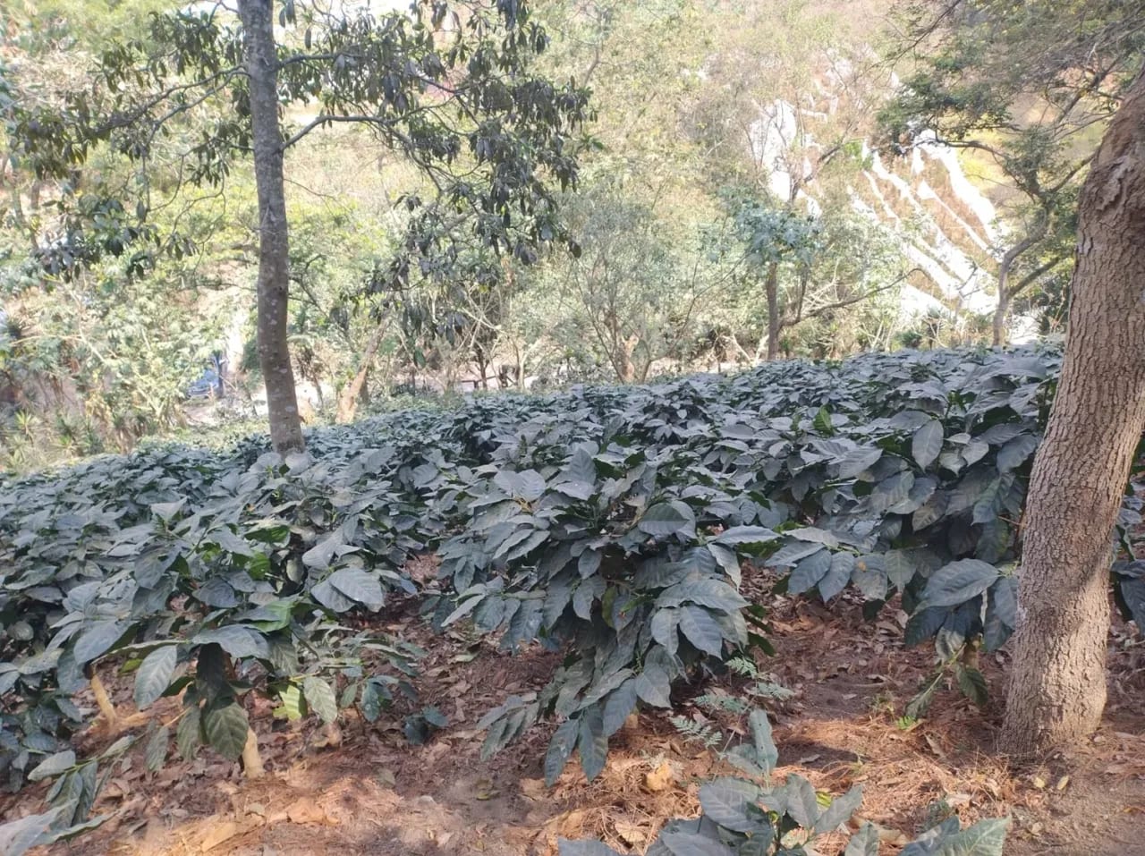 Se Venden 2.2 Manzanas de Terreno el Aldea los Planes Palencia — Terreno en Venta en palencia, Guatemala, Ciudad — foto 3 de 12