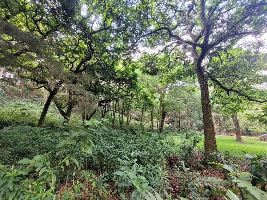 TERRENO EN VENTA, CARRETERA A SAN LUCAS — Terreno en Venta en San Lucas Sacatepéquez, Sacatepéquez — foto 2 de 13