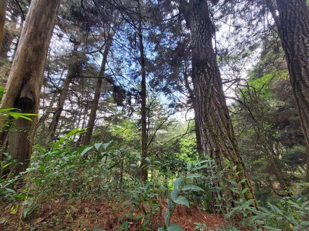 TERRENO EN VENTA, CARRETERA A SAN LUCAS — Terreno en Venta en San Lucas Sacatepéquez, Sacatepéquez — foto 6 de 13