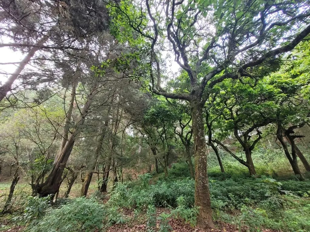 TERRENO EN VENTA, CARRETERA A SAN LUCAS — Terreno en Venta en San Lucas Sacatepéquez, Sacatepéquez — foto 10 de 13