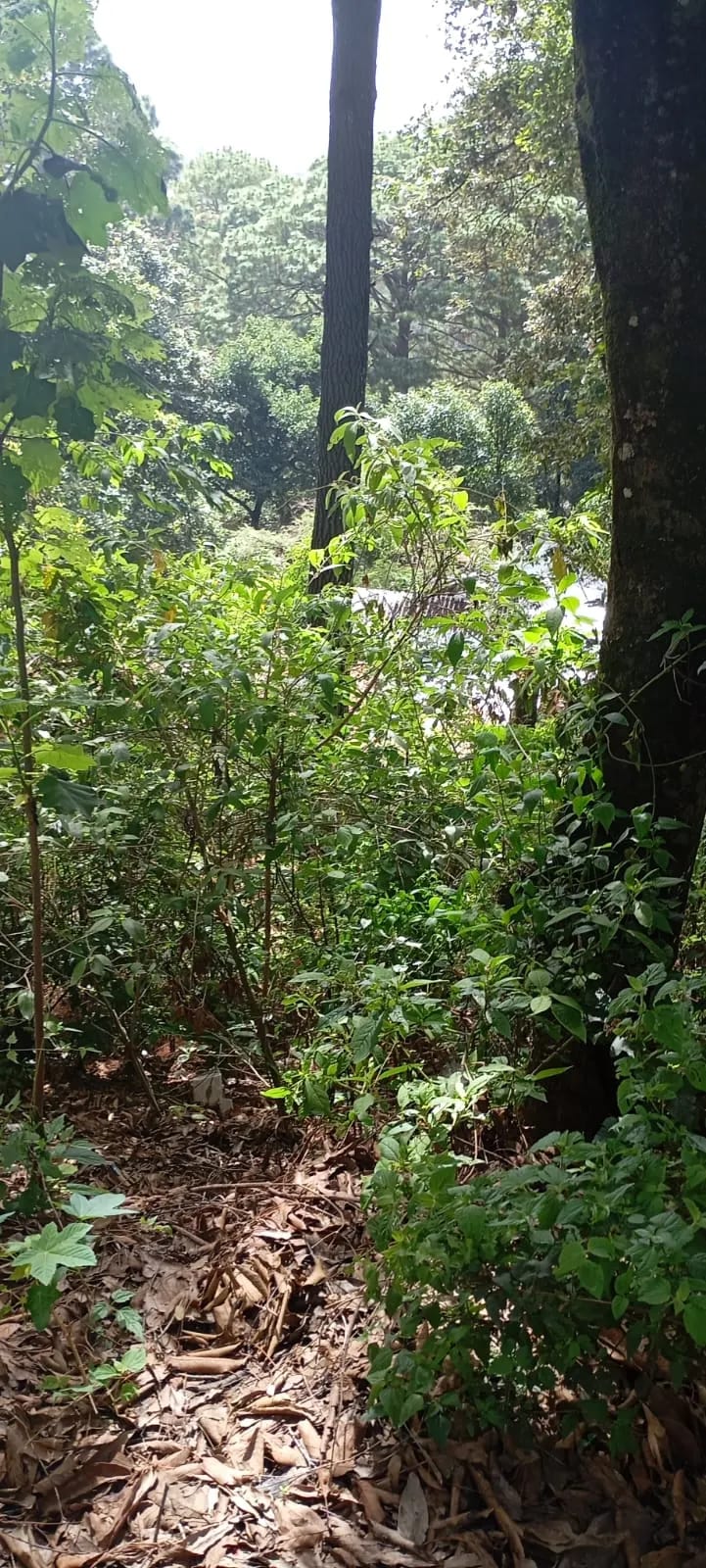 El Encinal - Terreno en venta - Zona 7 de Mixco — Terreno en Venta en El Encinal, Zona 7 Mixco, Guatemala, Ciudad — foto 2 de 9