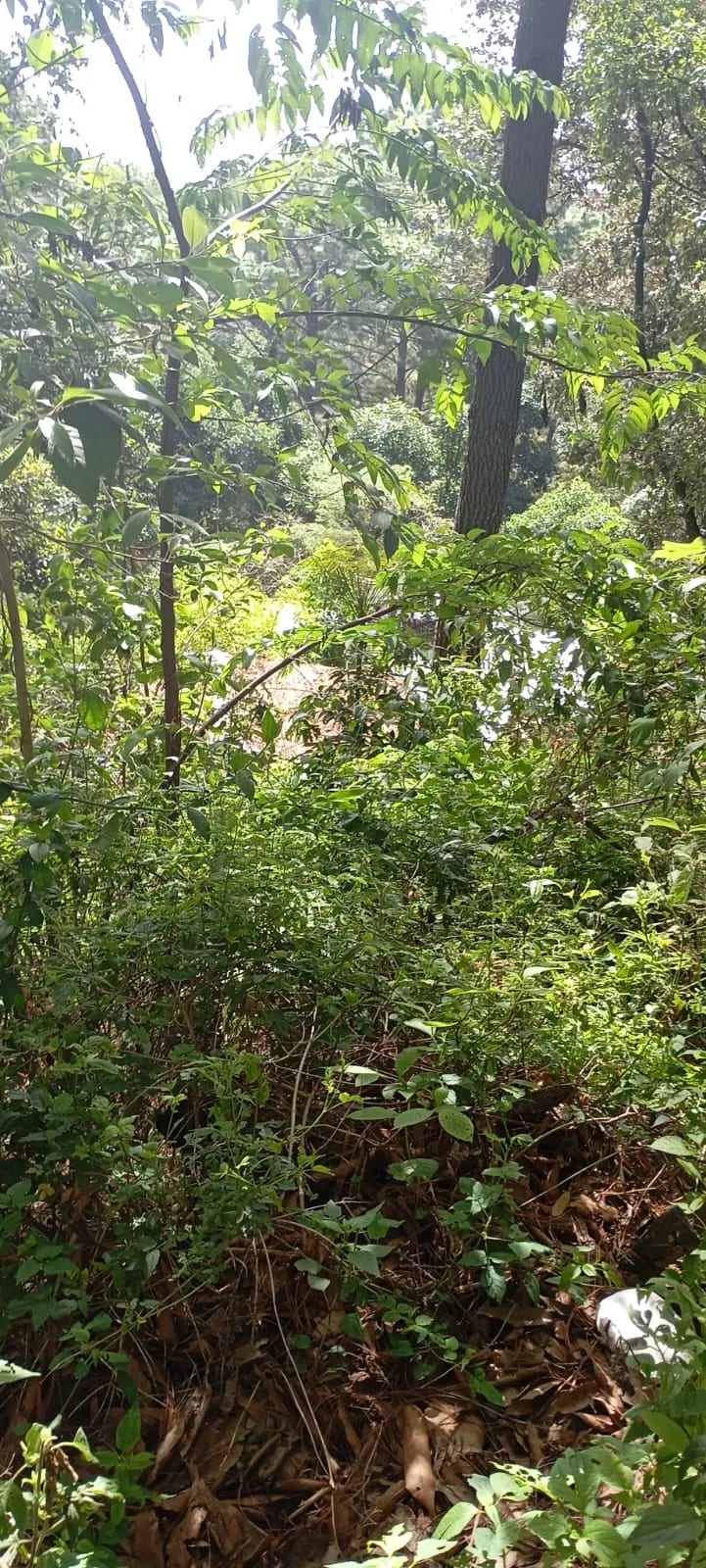 El Encinal - Terreno en venta - Zona 7 de Mixco — Terreno en Venta en El Encinal, Zona 7 Mixco, Guatemala, Ciudad — foto 3 de 9