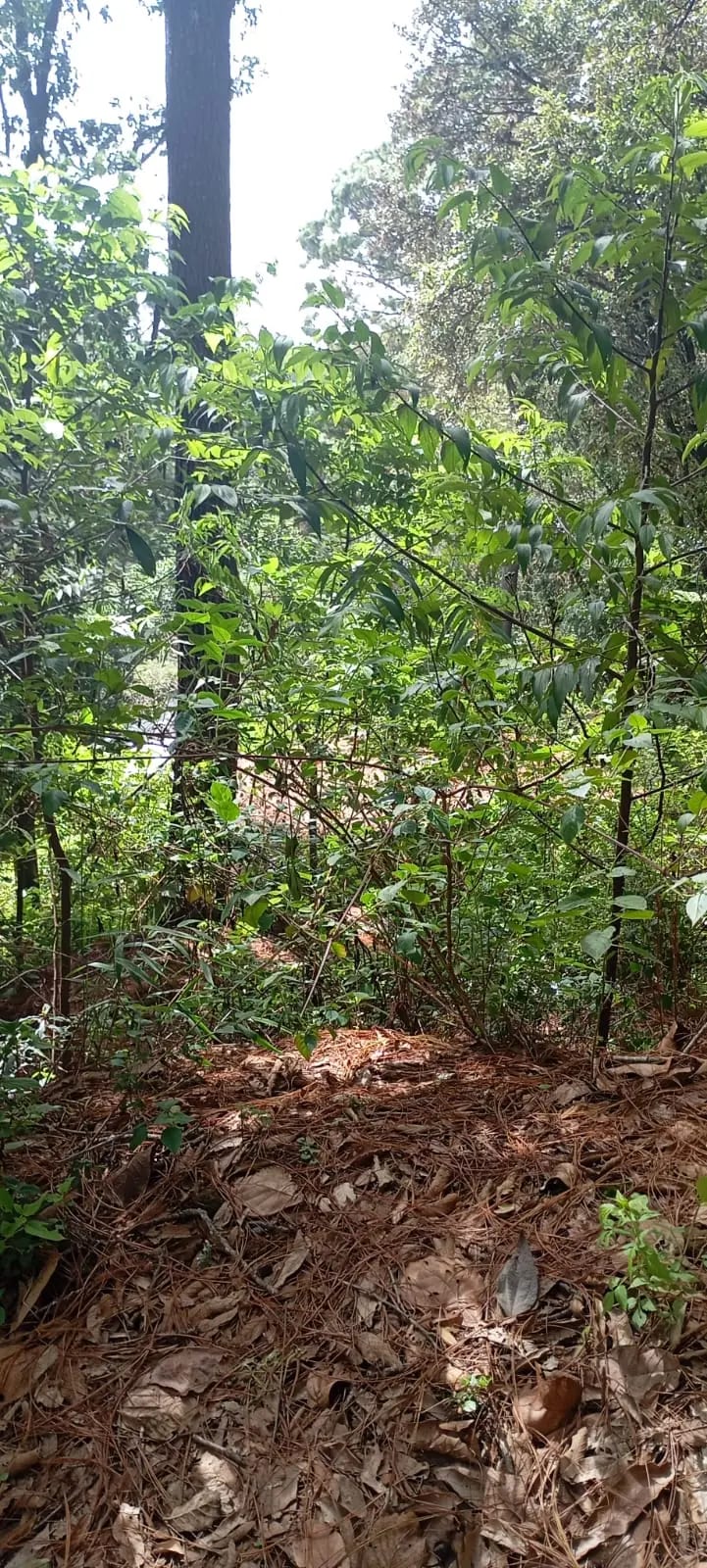 El Encinal - Terreno en venta - Zona 7 de Mixco — Terreno en Venta en El Encinal, Zona 7 Mixco, Guatemala, Ciudad — foto 4 de 9