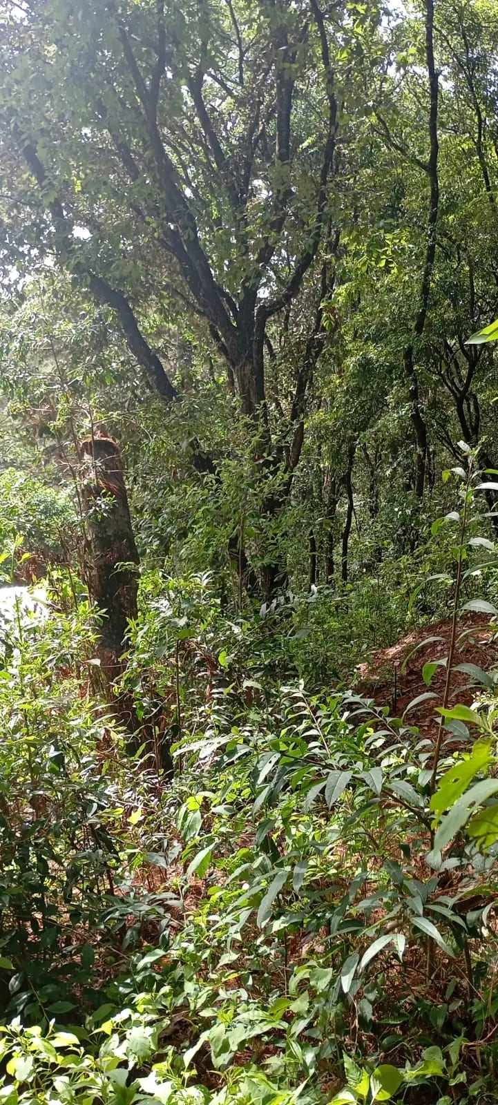 El Encinal - Terreno en venta - Zona 7 de Mixco — Terreno en Venta en El Encinal, Zona 7 Mixco, Guatemala, Ciudad — foto 9 de 9