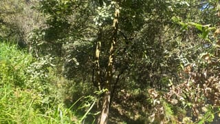 Vendo Terreno, Zona 1 Mixco. — Terreno en Venta en Zona 1 Mixco, Guatemala, Ciudad — miniatura 1 de 4