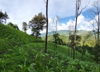 FINCA EN VENTA EN SAN JOSE PINULA CAMINO A LOS OCOTES — Finca en Venta en San José Pinula, Guatemala, Ciudad — miniatura 17 de 17