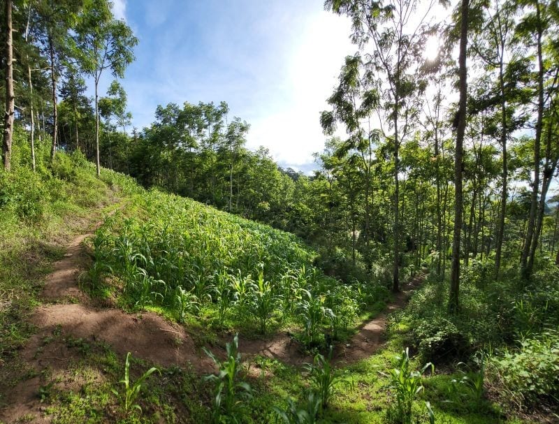 FINCA EN VENTA EN SAN JOSE PINULA CAMINO A LOS OCOTES — Finca en Venta en San José Pinula, Guatemala, Ciudad — foto 11 de 17
