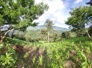 FINCA EN VENTA EN SAN JOSE PINULA CAMINO A LOS OCOTES — Finca en Venta en San José Pinula, Guatemala, Ciudad — miniatura 3 de 17