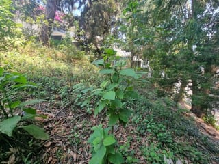 TERRENO EN VENTA SANTA ROSALIA KM 12 CES — Terreno en Venta en Santa Rosalia La Laguna, Carretera a El Salvador, Guatemala, Ciudad — miniatura 3 de 4