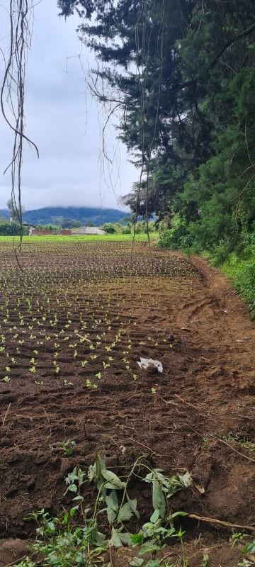 VENTA TERRENO EN STO TOMAS MILPAS ALTAS, CERCA DE ANTIGUA G — Terreno en Venta en Santo Tomás Milpas Altas, Sacatepéquez — foto 7 de 8