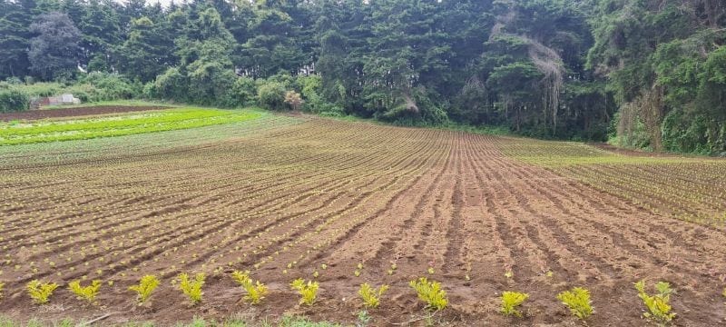 VENTA TERRENO EN STO TOMAS MILPAS ALTAS, CERCA DE ANTIGUA G — Terreno en Venta en Santo Tomás Milpas Altas, Sacatepéquez — foto 2 de 8