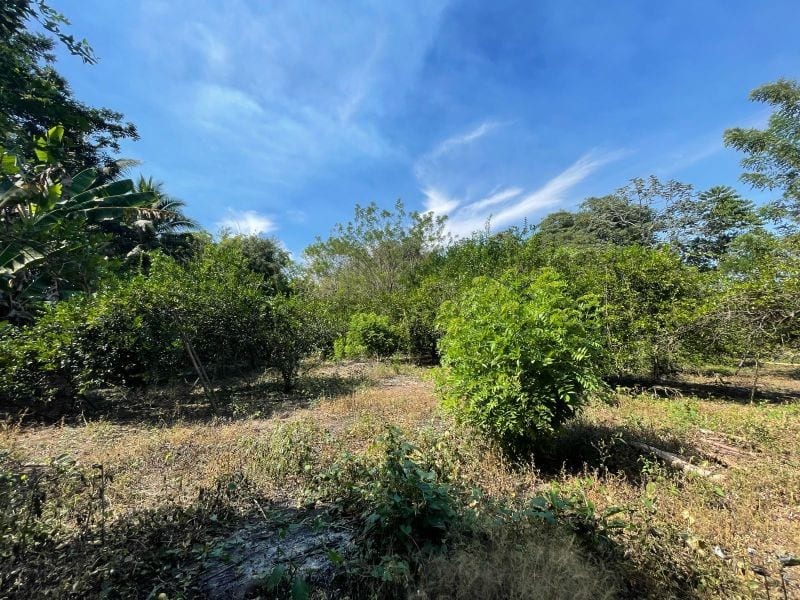 VENDO TERRENO CON PRODUCCION DE BAMBÚ EN PUERTO SAN JOSE — Terreno en Venta en Puerto San José, Escuintla — foto 4 de 13