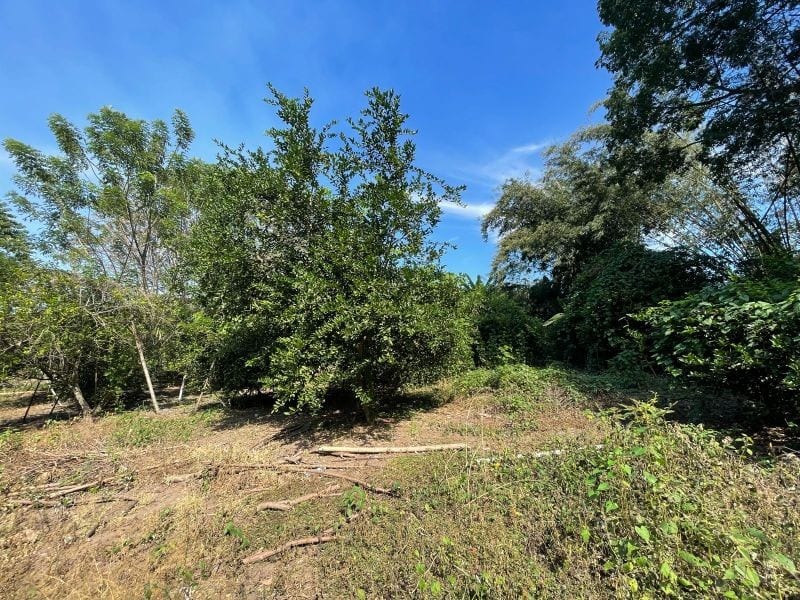 VENDO TERRENO CON PRODUCCION DE BAMBÚ EN PUERTO SAN JOSE — Terreno en Venta en Puerto San José, Escuintla — foto 2 de 13