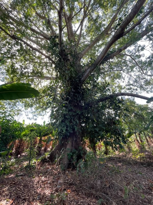 VENDO TERRENO CON PRODUCCION DE BAMBÚ EN PUERTO SAN JOSE — Terreno en Venta en Puerto San José, Escuintla — foto 10 de 13