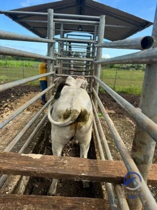 Se vende Finca en La Libertad -  Petén - Guatemala — Finca en Venta en La Libertad, Petén — miniatura 9 de 11