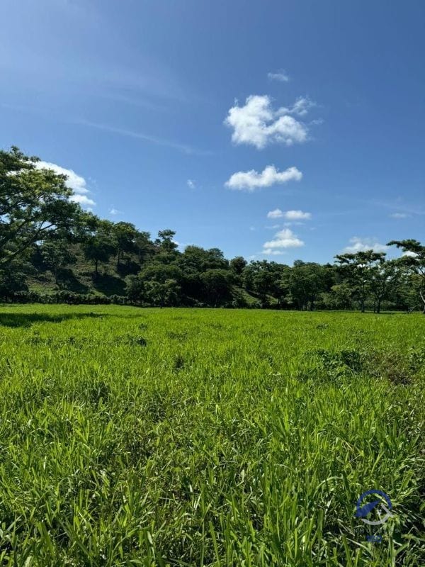 Se vende Finca en La Libertad -  Petén - Guatemala — Finca en Venta en La Libertad, Petén — foto 4 de 11